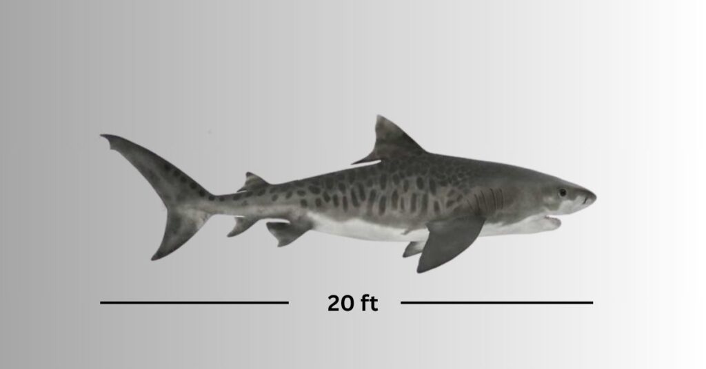 20 feet Great White Shark